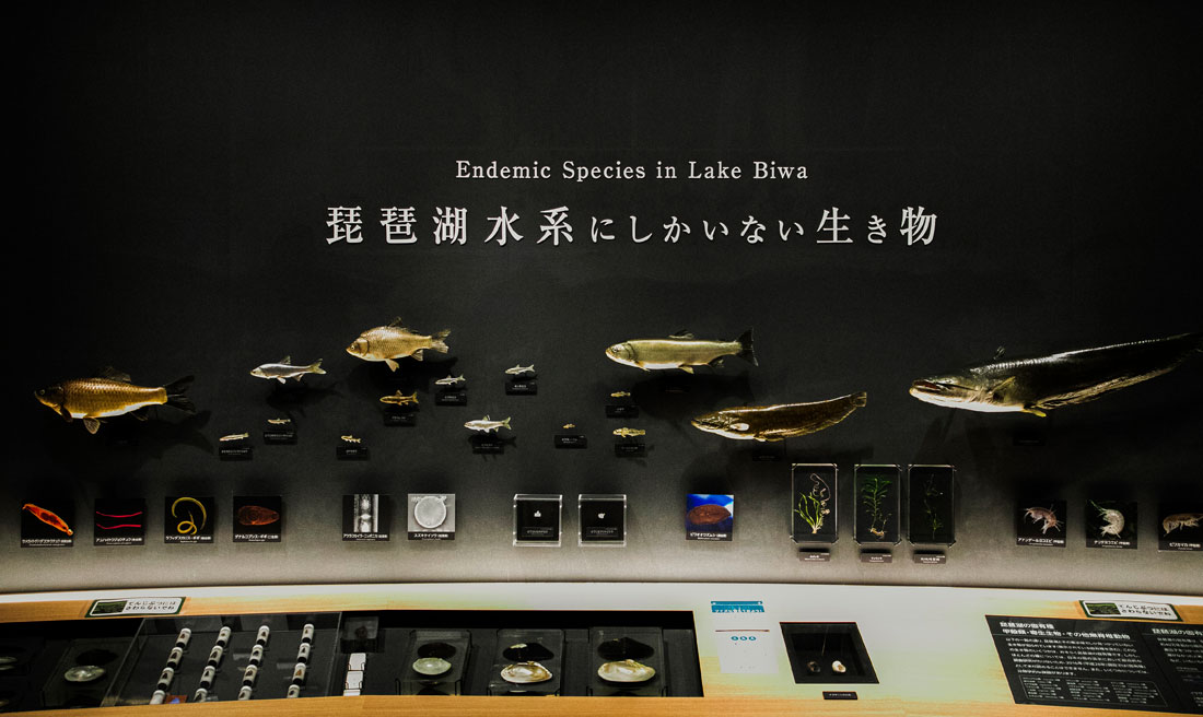 琵琶湖博物館画像
